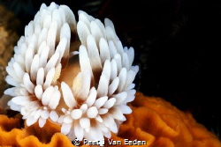Silver tip nudibranch by Peet J Van Eeden 
